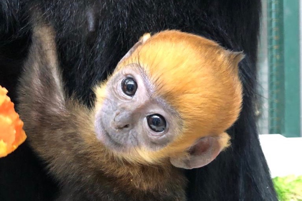 Une naissance exceptionnelle a eu lieu au zoo de la citadelle de Besançon, avec la naissance d'un Langur de François.