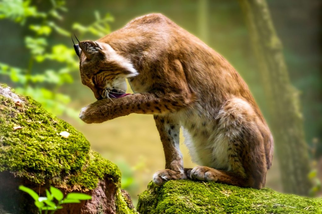 Deux lynx ont été relâchés dans le massif du Jura.