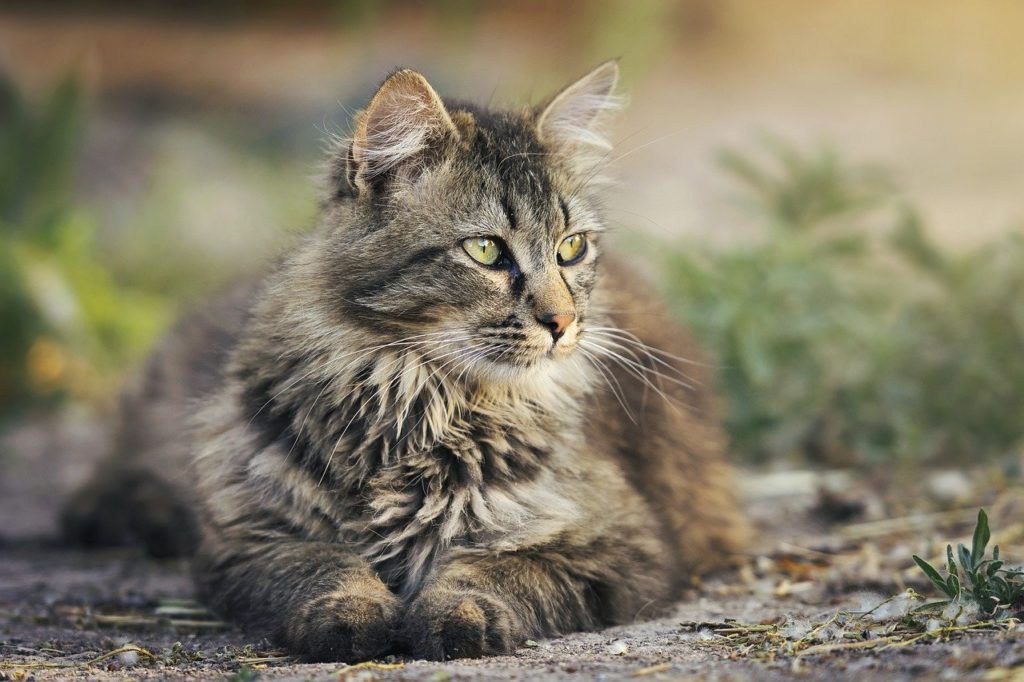 Au tribunal de Vesoul, un homme condamné pour avoir volé, torturé et tué des chats