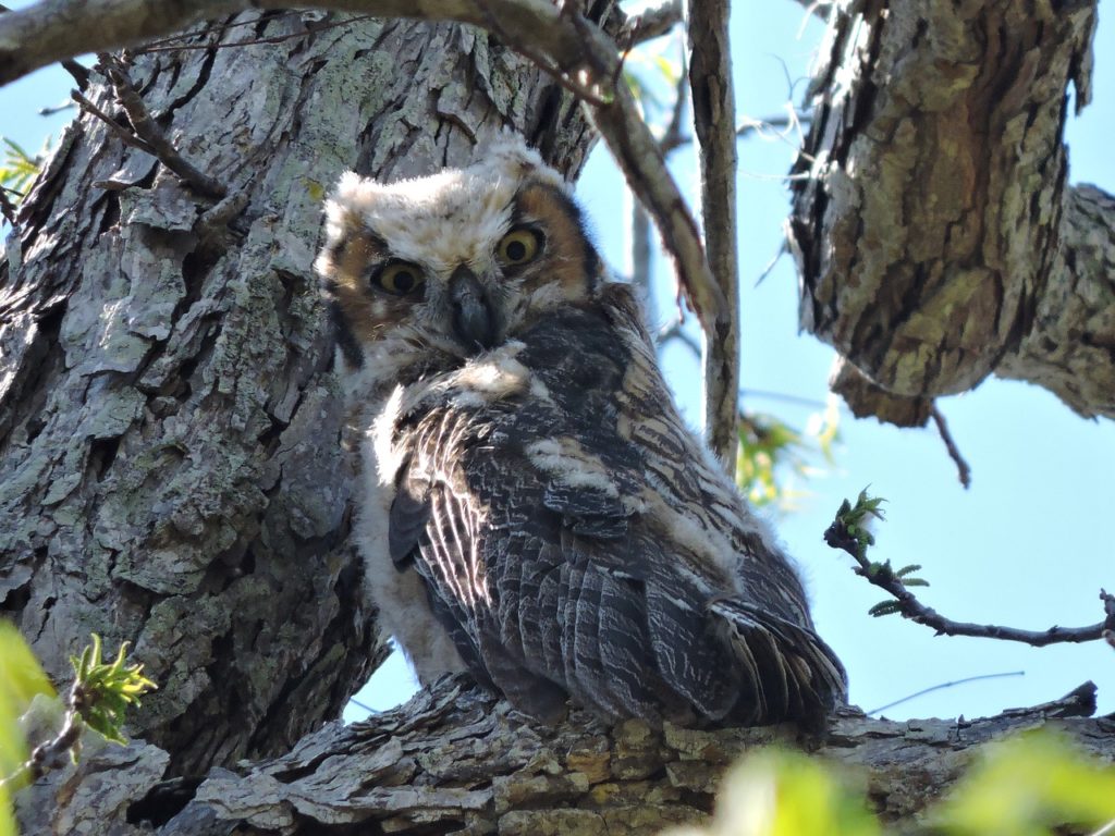 Naissance exceptionnelle de hiboux grands-ducs à la Citadelle de Besançon