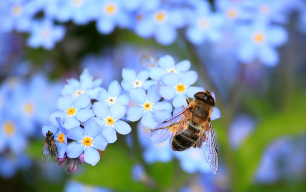 le Département s’engage en faveur des abeilles