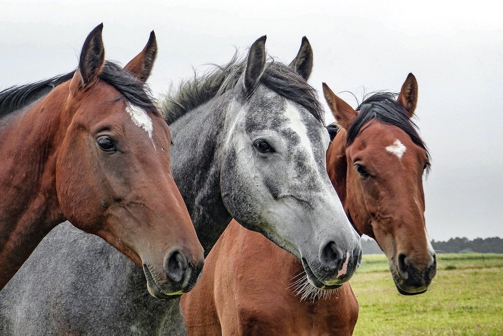 Mystère de l'été, la vague de mutilations de chevaux, parfois mortelle, s'intensifie depuis quelques semaines et mobilise des dizaines d'enquêteurs qui n'excluent aucune piste et mettent en garde contre toute psychose collective.