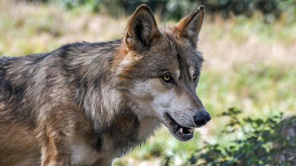 Nouvelle attaque de Loup à Fougerolles, en Haute-Saône, ce 21 septembre.