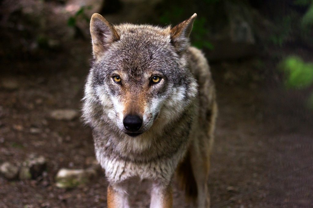 Attaque d’un loup : tirs de défense autorisés en Haute-Saône