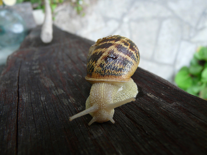 Le conservatoire botanique national de Franche-Comté - observatoire régional des invertébrés organise une enquête participative, s’appuyant sur les observations des habitants, pour mieux connaître 4 espèces d’escargots des jardins de Bourgogne-Franche-Comté.