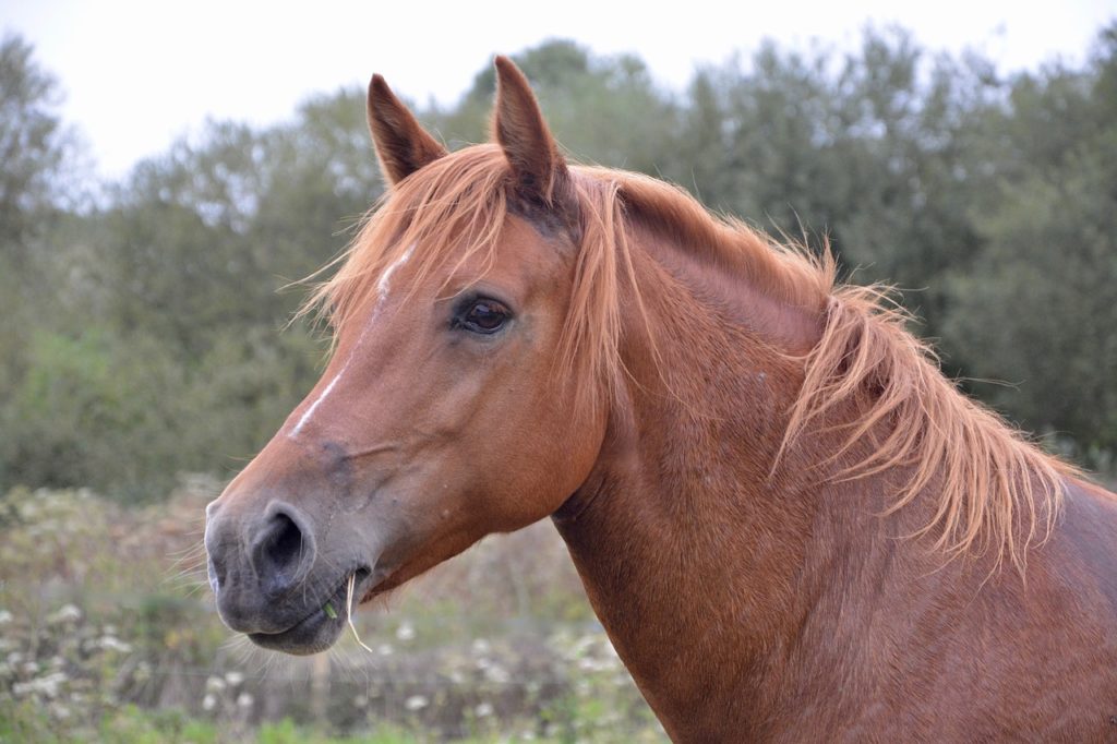 Une jument présentant de nombreuses blessures, des lésions à la vulve et un oeil arraché a été retrouvée morte, mercredi dans un pré à Marnoz (Jura).