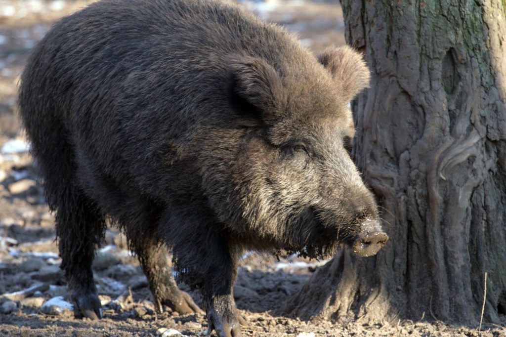 Les préfecture de Haute-Saône et du Territoire de Belfort ont accordé des dérogations aux chasseurs pour réguler la faune sauvage, notamment les populations de sangliers et de cervidés.