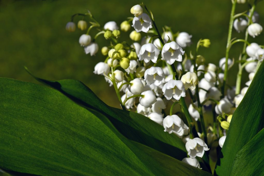 La vente de muguet sera-t-elle autorisée le 1er mai?