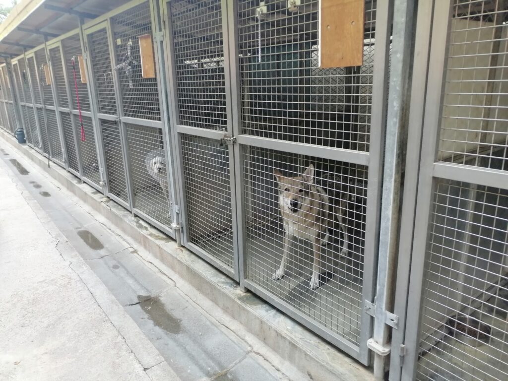 La SPA de Belfort, dans des locaux vétustes, doit déménager à Danjoutin d'ici 2025. | ©Le Trois - E.C. 