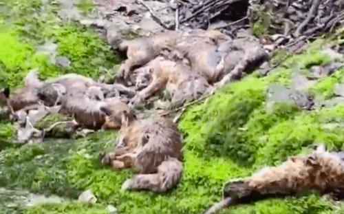 Un charnier de renards a été découvert dans le Jura. | ©SOS Loue et rivières comtoises