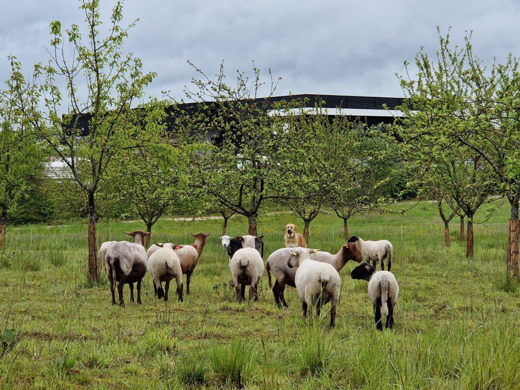 Pays de Montbéliard Agglomération expérimente l'éco-pâturage à Technoland 2. | ©PMA