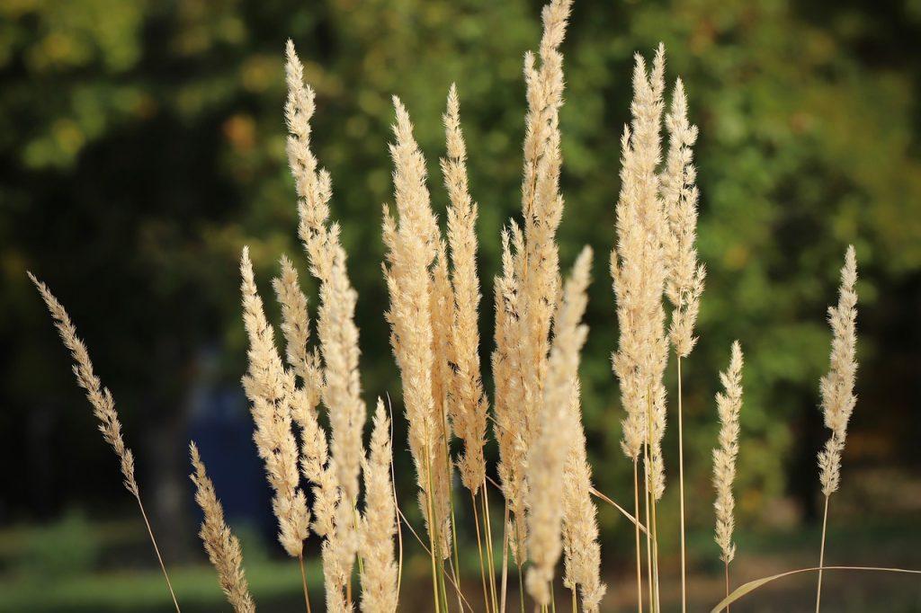 La météo du mois de mai  a favorisé la pollinisation des graminées et la dissémination de leurs grains de pollen. | ©Annette Meyer de Pixabay