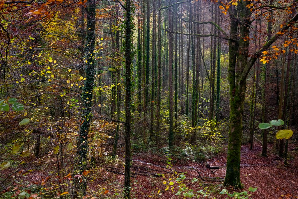 Forêt à Vandoncourt, Doubs. | © SIMON DAVAL / MAXPPP 
