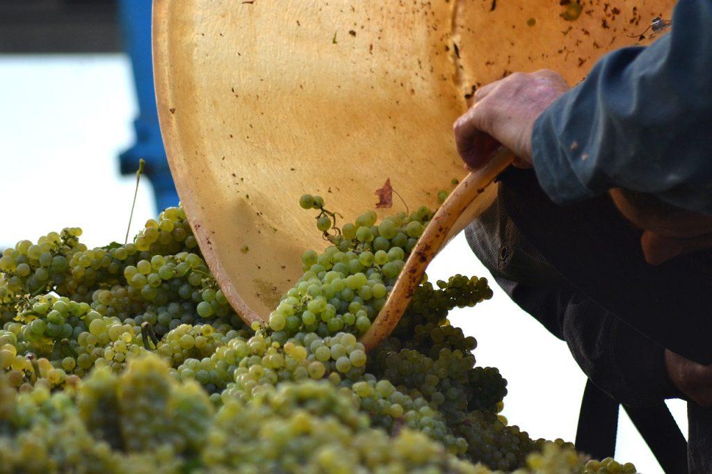 Vendange | ©missclick de Pixabay