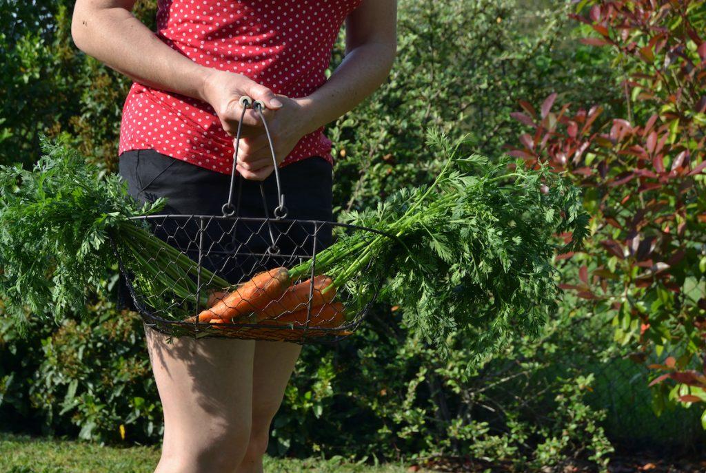 Une femme portant un panier, dans un jardin, avec des carottes. | ©Adobe Stock