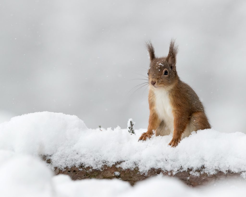 L'écureuil roux, rongeur des milieux forestiers. | ©L.Galbraith