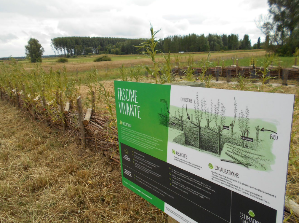 Plantation de fascines. | ©Chambre d'agriculture BFC 