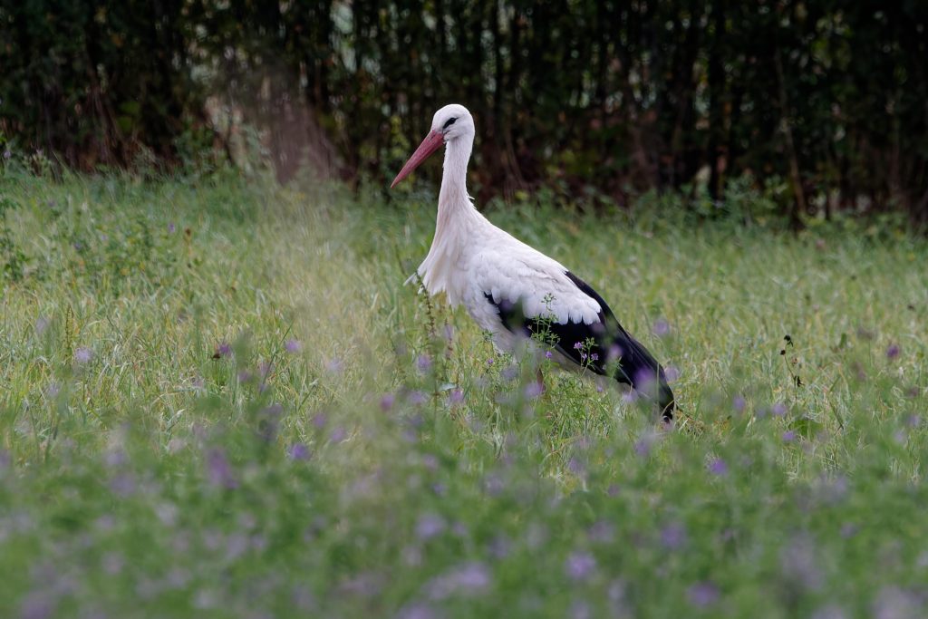 Depuis la mi-janvier, les premières cigognes font leur apparition dans l’est de la région, marquant le début de leur migration prénuptiale. | © Raphaële Bouveret