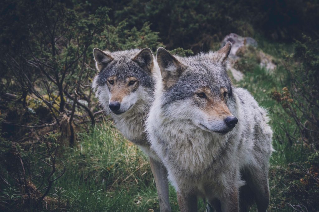 Le loup, en Bourgogne-Franche-Comté. | ©Jon Anders Wiken
