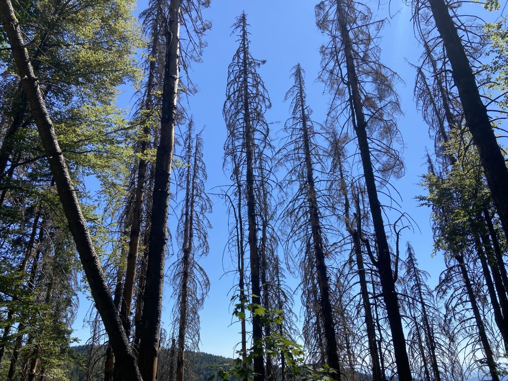Des sapins touchés par le scolyte, dans le massif du Ballon d'Alsace.