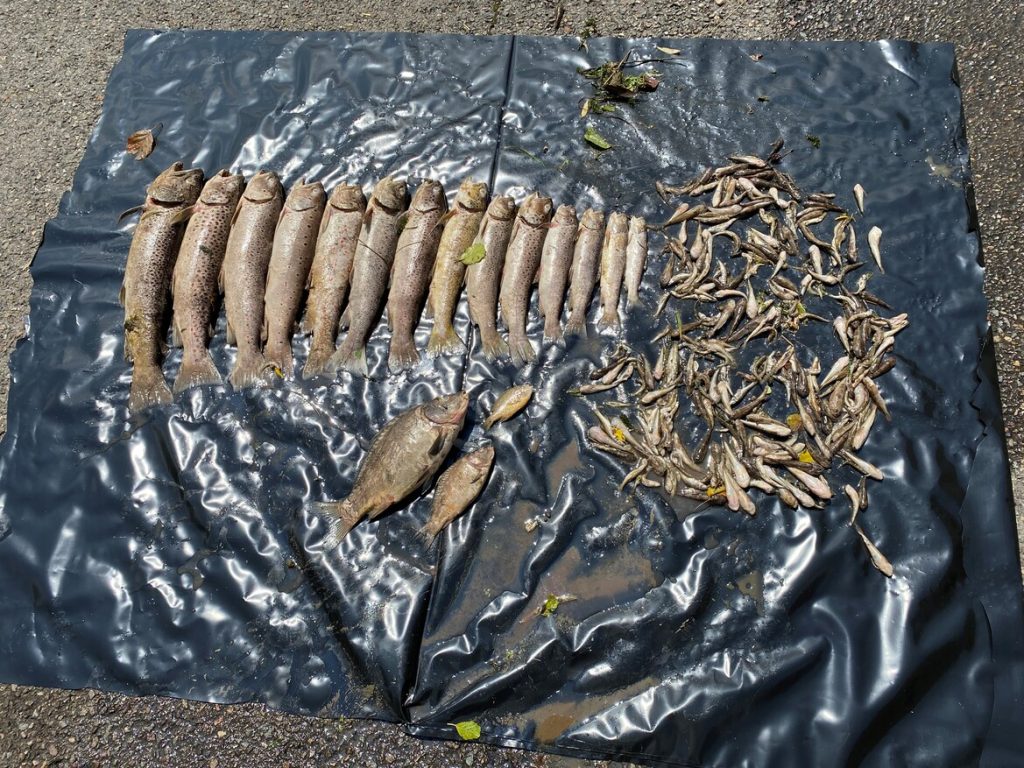 Un incendie, le 10 juillet, a provoqué une pollution du ruisseau de la Coeuvatte, sillonnant de la Suisse vers la France, provoquant une forte mortalité piscicole. | ©République et Canton du Jura.