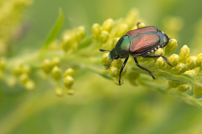 Le scarabée japonais, espèce invasive pouvant causer des ravages sur des centaines de plantes, a été détecté en France pour la première fois, dans le Haut-Rhin, en juillet 2025.