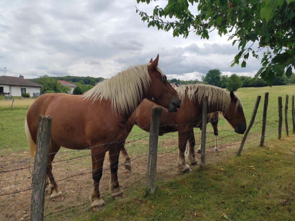 Jean-François Courtot et deux de ses dix juments. | ©Le Trois- Loéva Claverie