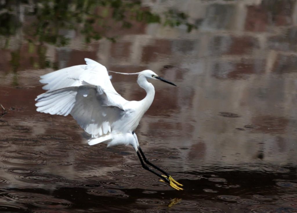 Une aigrette garzette, reconnaissable à son plumage nuptial sur sa nuque.