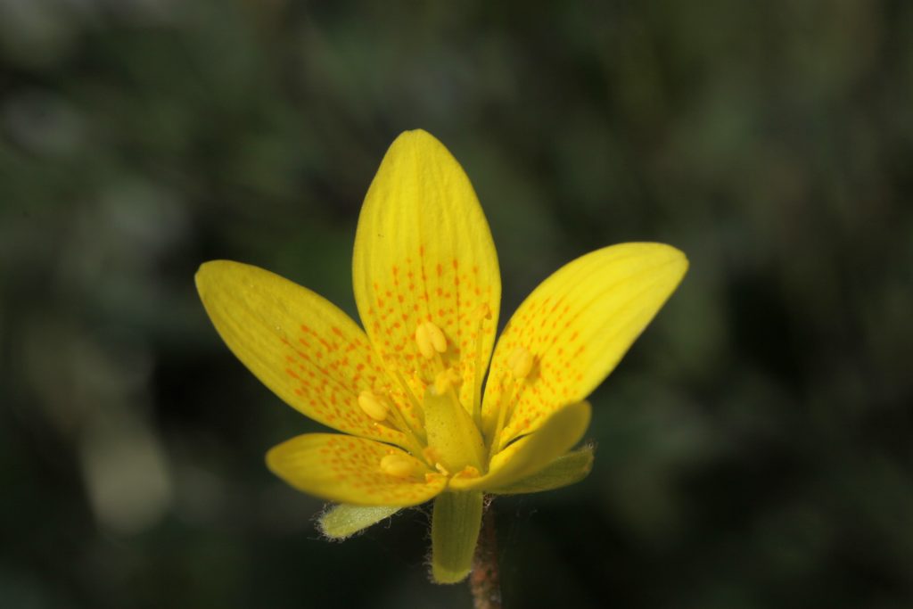 Un Saxifrage oeil-de-bouc.