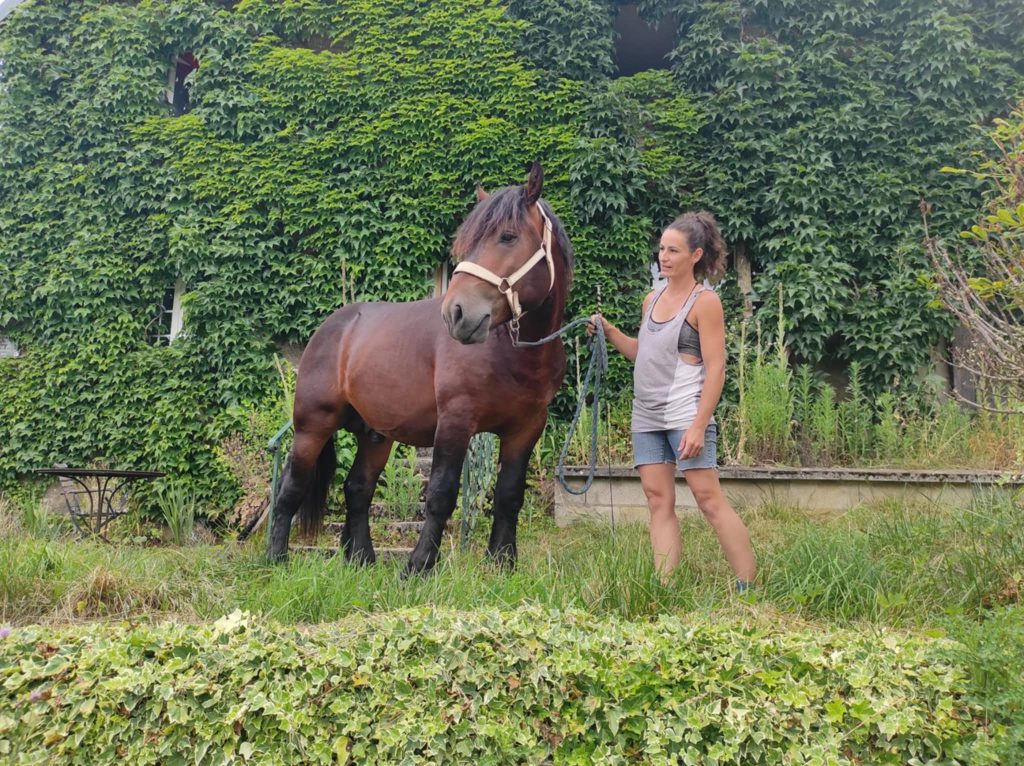 Nuage de Lomont, cheval de deux ans, sera évalué ce samedi 19 juillet au concours de Petitefontaine pour être reconnue comme cheval de trait comtois. | ©Le Trois- Loéva Claverie