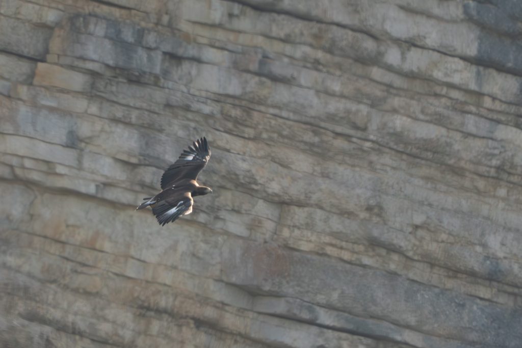 Un aiglon royal a pris son envol dans le Jura. Le second, en 170 ans.