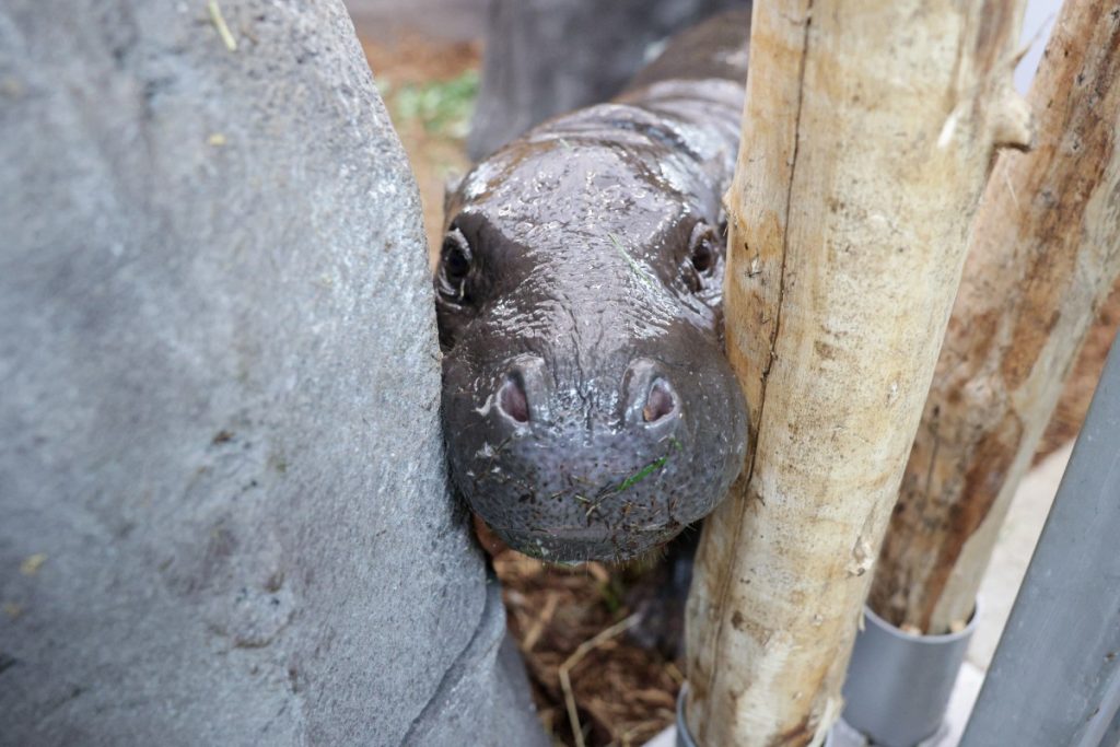 Toni, un hippopotame pygmée d'un an devenu une star virale sur Internet, est vu dans son enclos au "Parc Zoologique et Botanique de Mulhouse", à Mulhouse. | ©Photo by ROMEO BOETZLE / AFP
