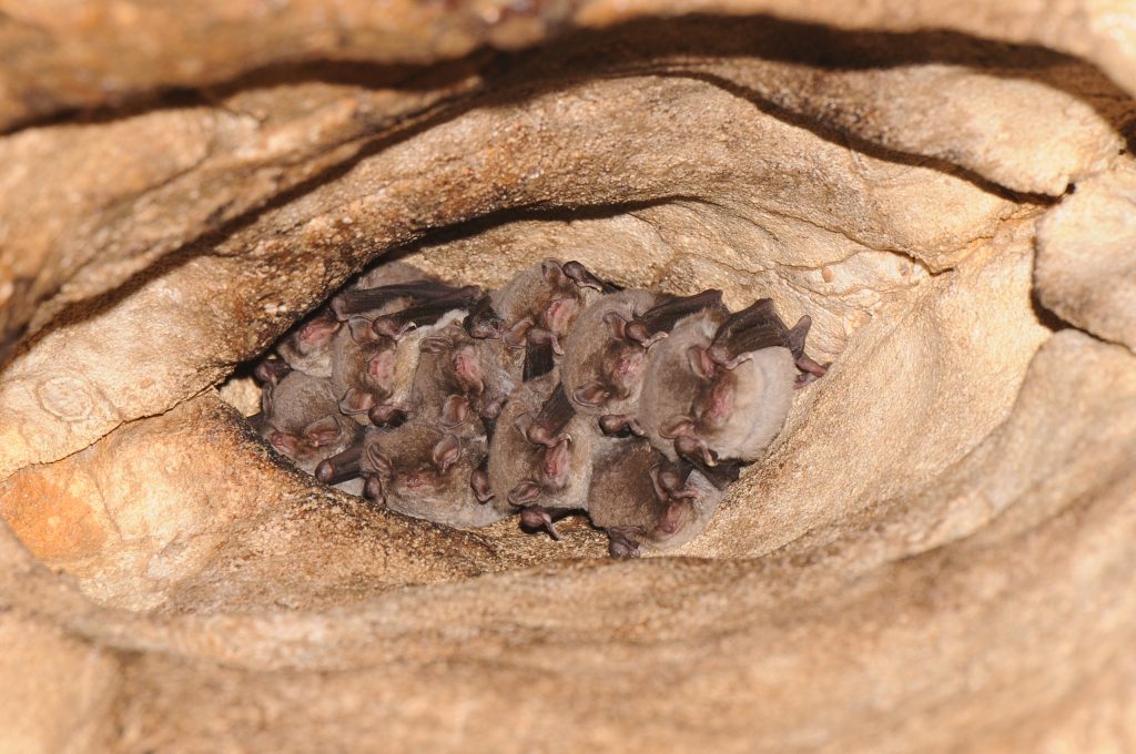 Minioptère de Schreibers. | ©Ludovic Jouve, photothèque CEN
