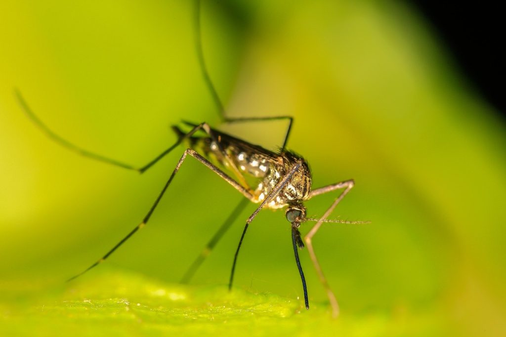 Le Chikungunya se transmet par les moustiques tigres.