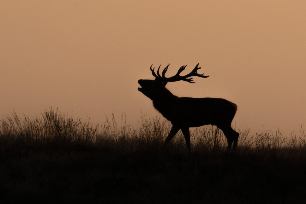 Un cerf élaphe, au crépuscule.