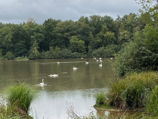 Des cygnes sur l'étant du Malsaucy, dans le Territoire de Belfort.