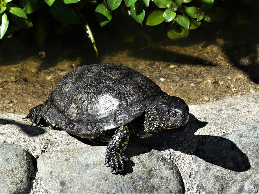 Des cistudes d'Europe, élevées en captivité au zoo de Mulhouse sont relâchées sur les rives sauvages du Rhin.