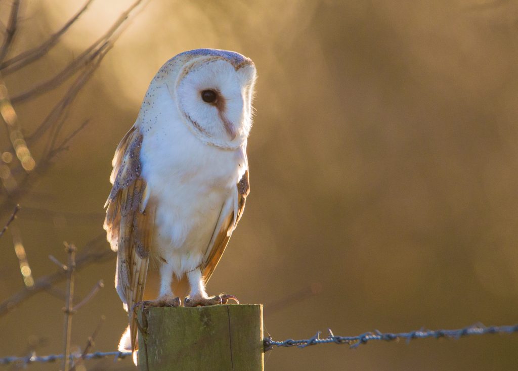 L'effraie des clochers à un plumage mélangeant le brun et le gris.