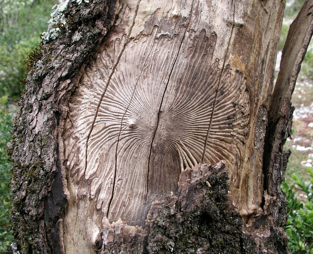 Réseau de galeries créées par des scolytes.