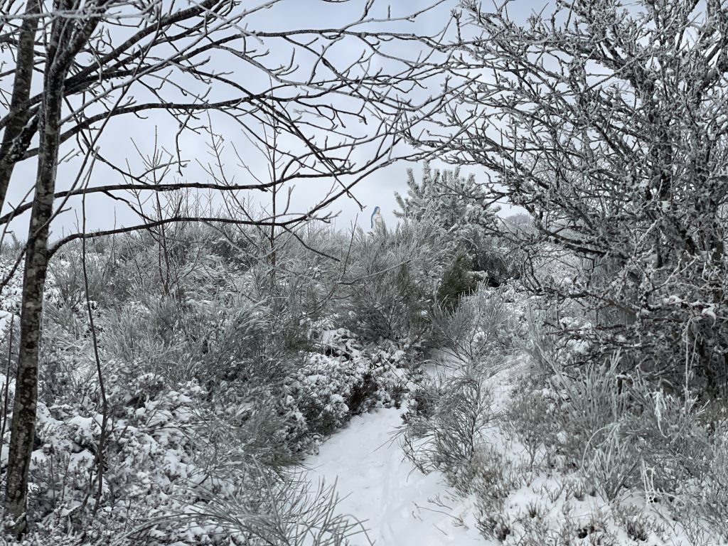 Jusqu'à 20 cm de neige au-dessus de 400 mètres sont annoncés. |
